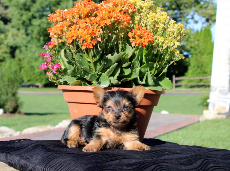 puppy, for, sale, Yorkshire Terrier, Matthew B. Stoltzfus, dog, breeder, Gap, PA, dog-breeder, puppy-for-sale, forsale, nearby, find, puppyfind, locator, puppylocator, aca